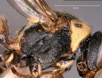 Media type: image;   Entomology 36004 Aspect: thorax lateral